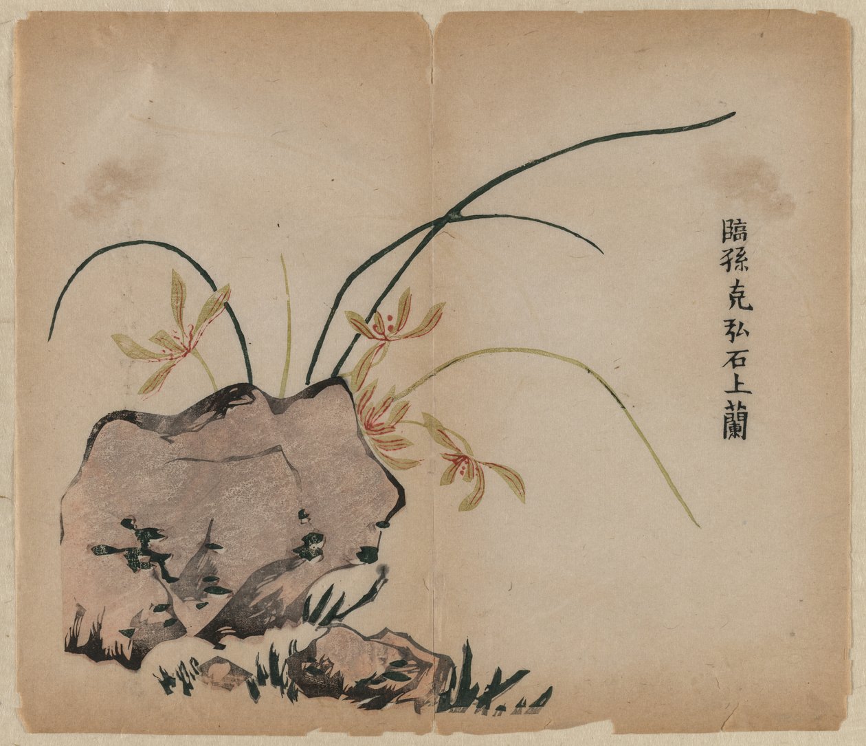岩石上的兰花，十八世纪。 作者 不明
