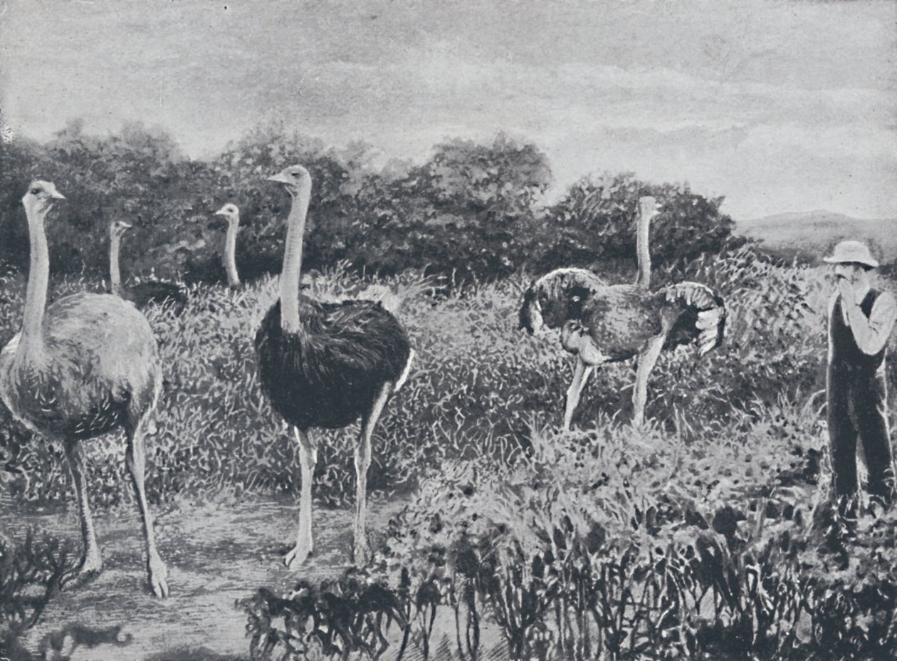 鸵鸟，1924年 作者 不明