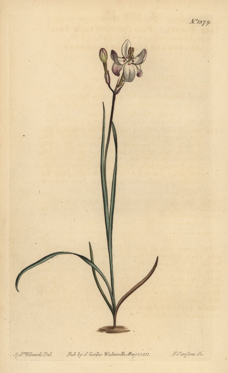 彩绘花 ixia，Ixia fucata 作者 不明