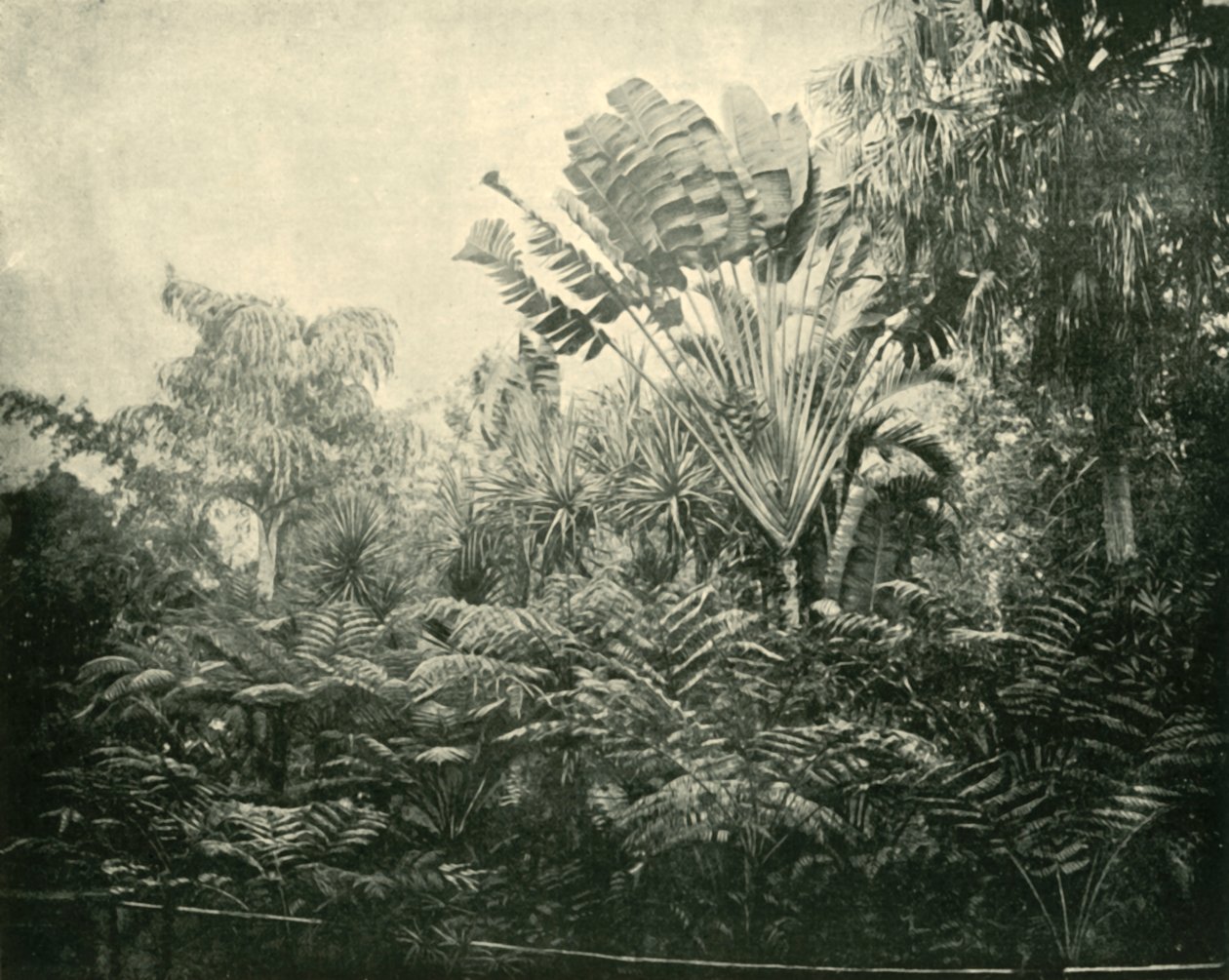 棕榈和蕨岛，植物园，布里斯班，1901年。 作者 不明