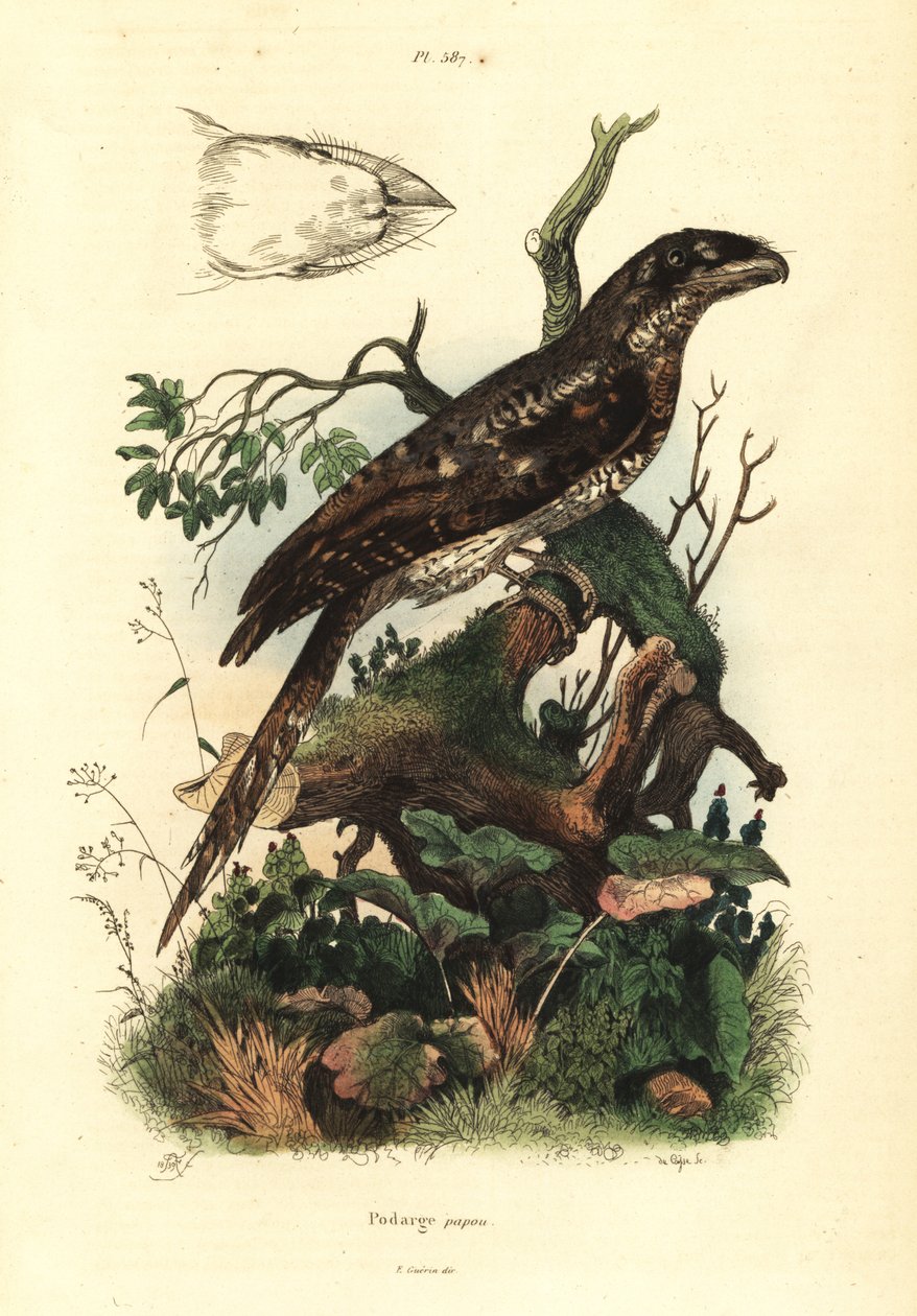 巴布亚蛙嘴, Podargus papuensis Podarge papou 作者 不明