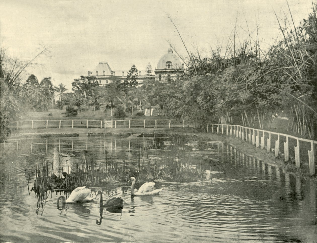 纸莎草池塘，布里斯班植物园，1901年。 作者 不明