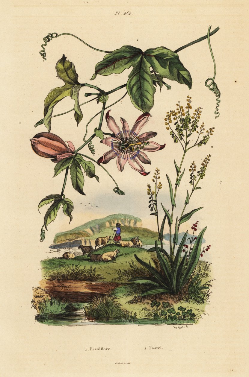 Passionflower, Passiflora uraniae 1, and dyer