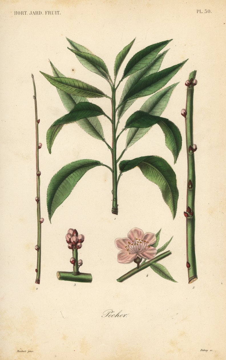 Peach tree, taille du pecher 作者 不明
