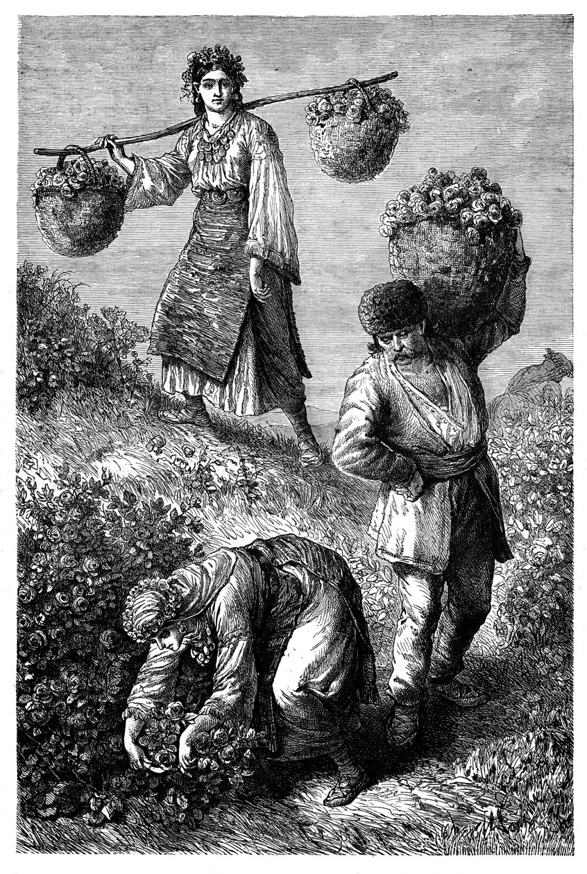 农民在玫瑰果采摘玫瑰，c1890 作者 不明