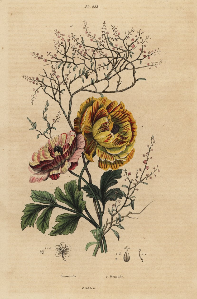 波斯毛茛, Ranunculus asiaticus 1, 和中国靛蓝, Persicaria tinctoria 2. Renoncule, Renouee 作者 不明