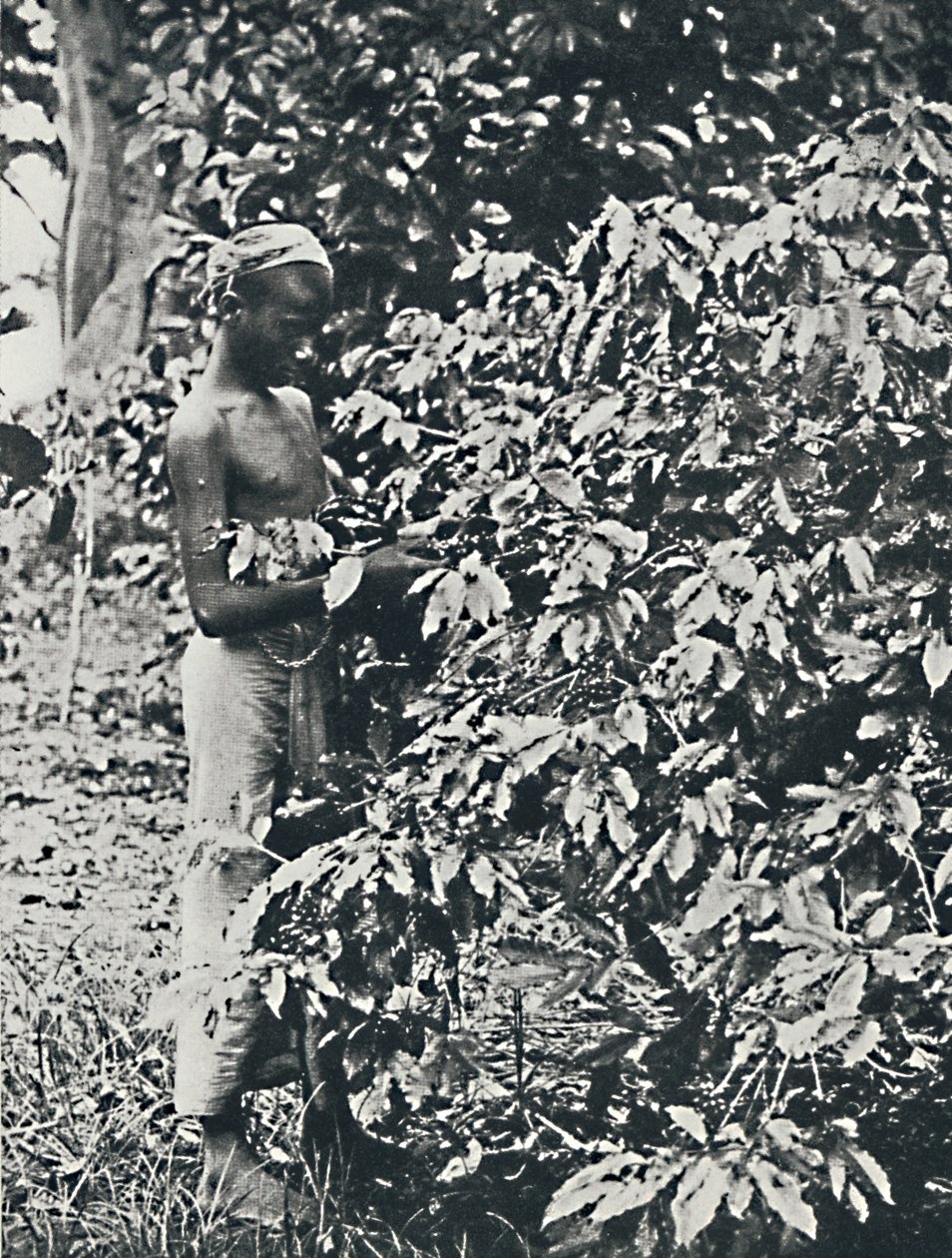 采摘咖啡，1916年 作者 不明