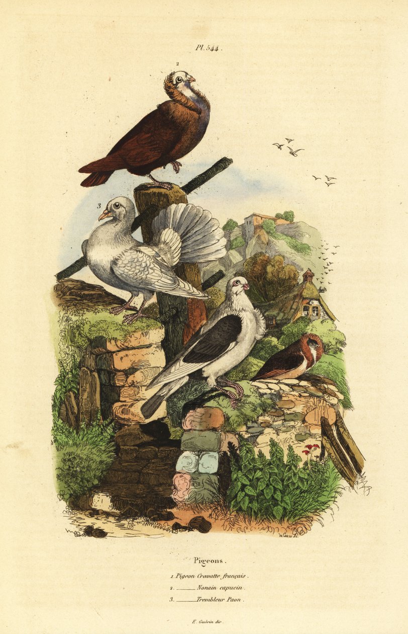 Pigeon Columba livia 品种：cravatte francais、nonain capucin、trembleur paon 作者 不明