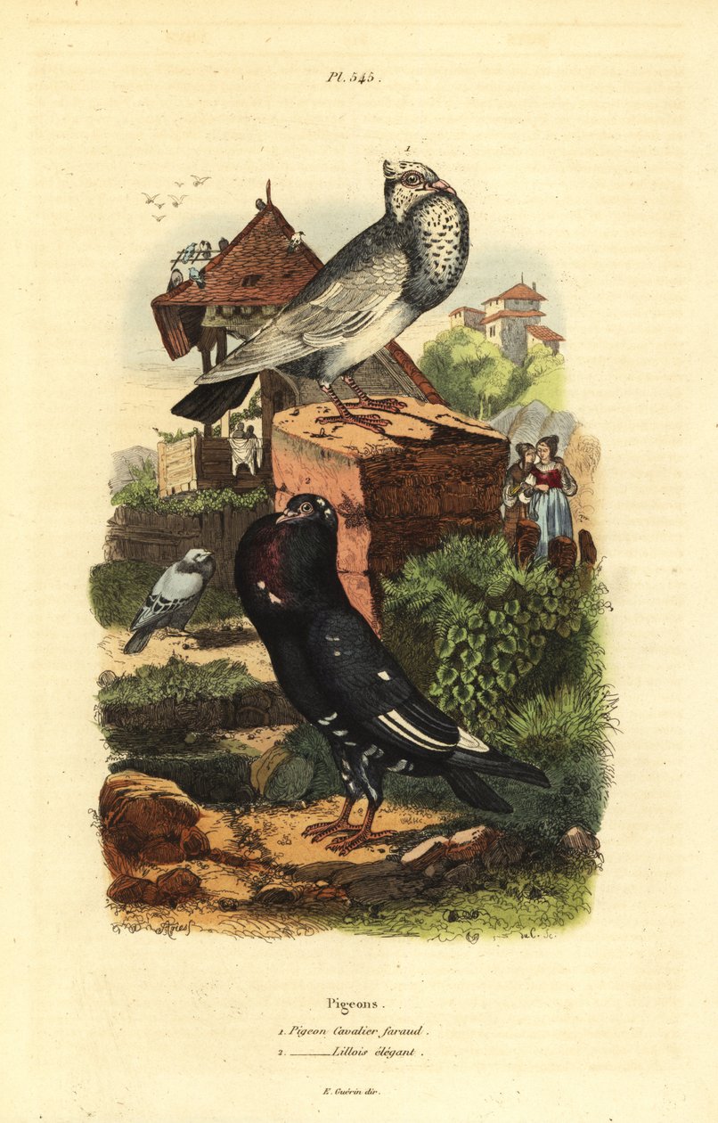 Pigeon Columba livia 品种：鸽骑士欺诈，鸽利洛伊斯优雅 作者 不明