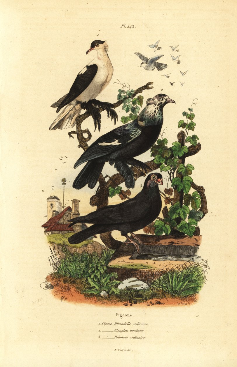 Pigeon varieties, Columba livia: hirondelle, glouglou tambour, polonais 作者 不明