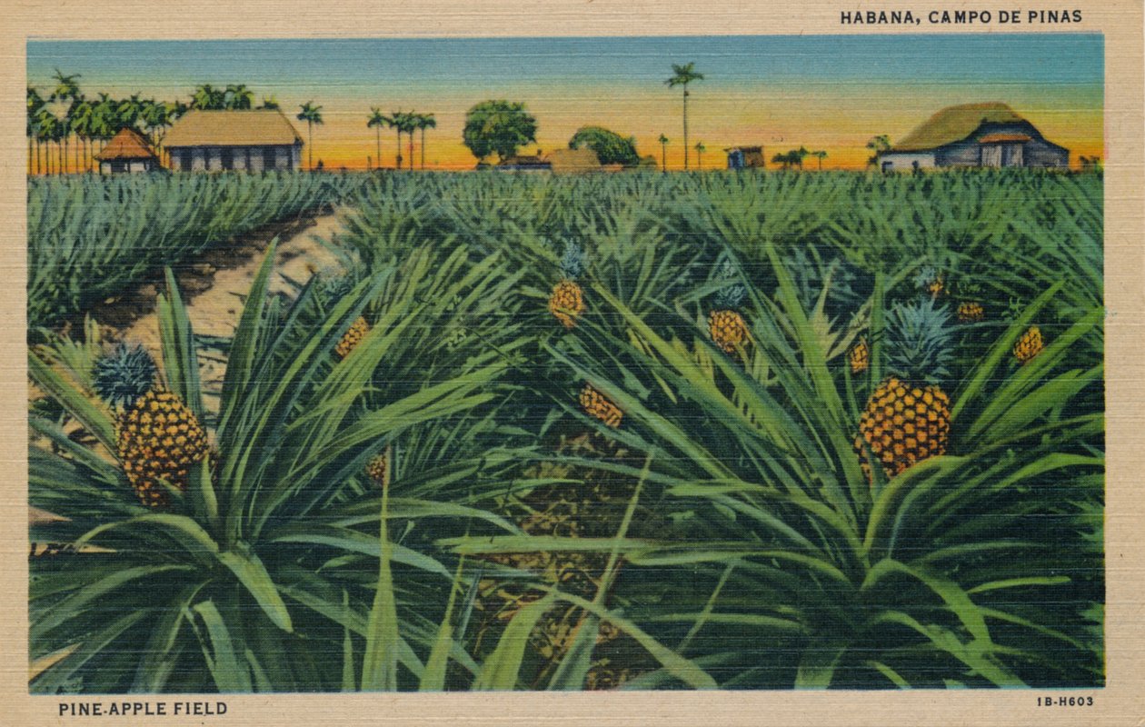 松苹果园-哈瓦那，坎波德皮纳斯，c1910 作者 不明