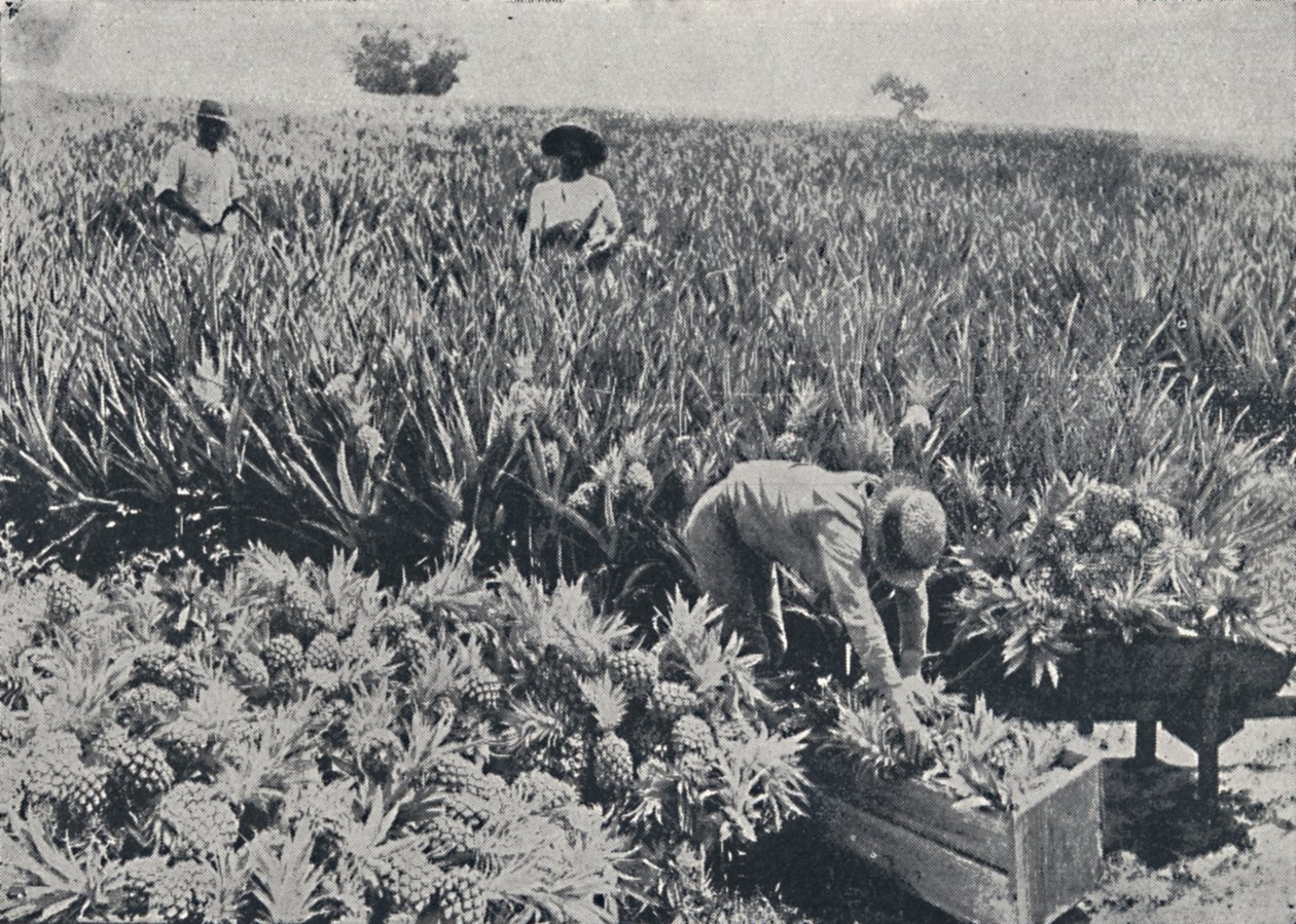 1923年，昆士兰州的松苹果园。 作者 不明