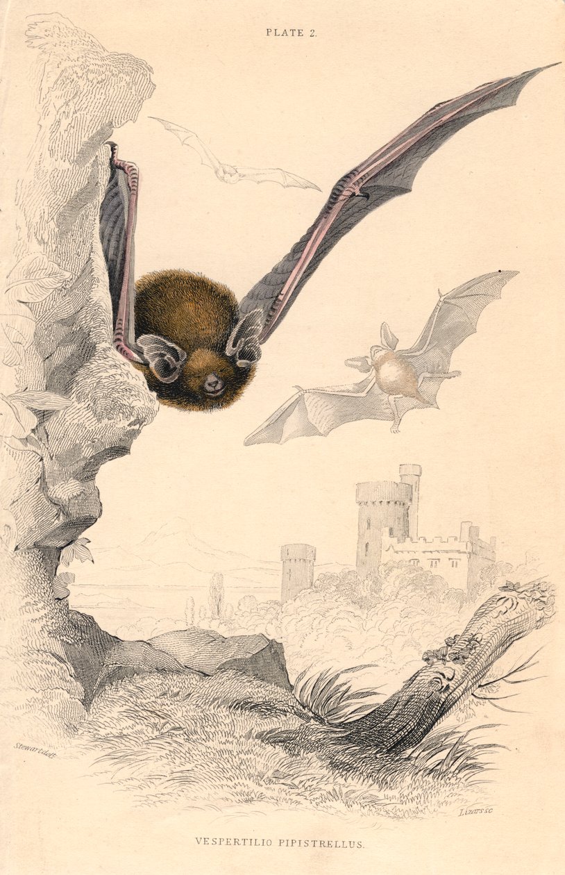 Pipistrelle蝙蝠Pipistrellus pipistrellus，1828年 作者 不明