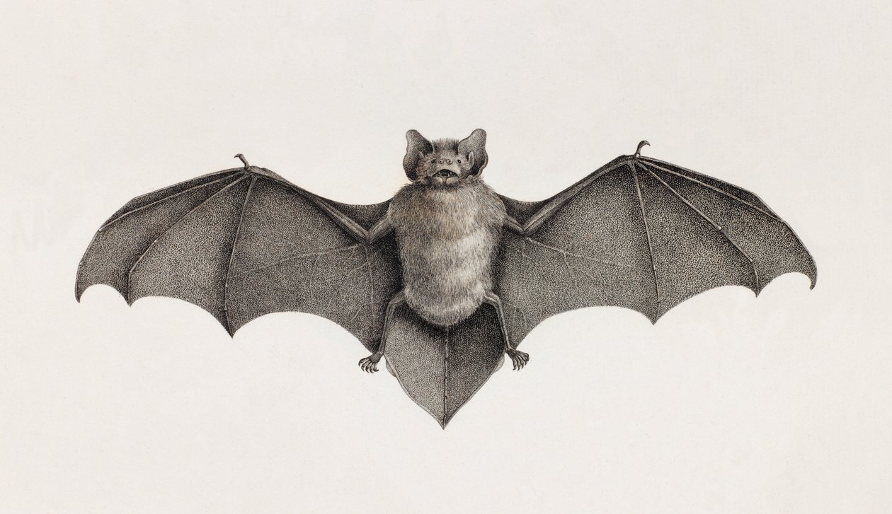 Pipistrelle bat，埃及的蝙蝠 作者 不明