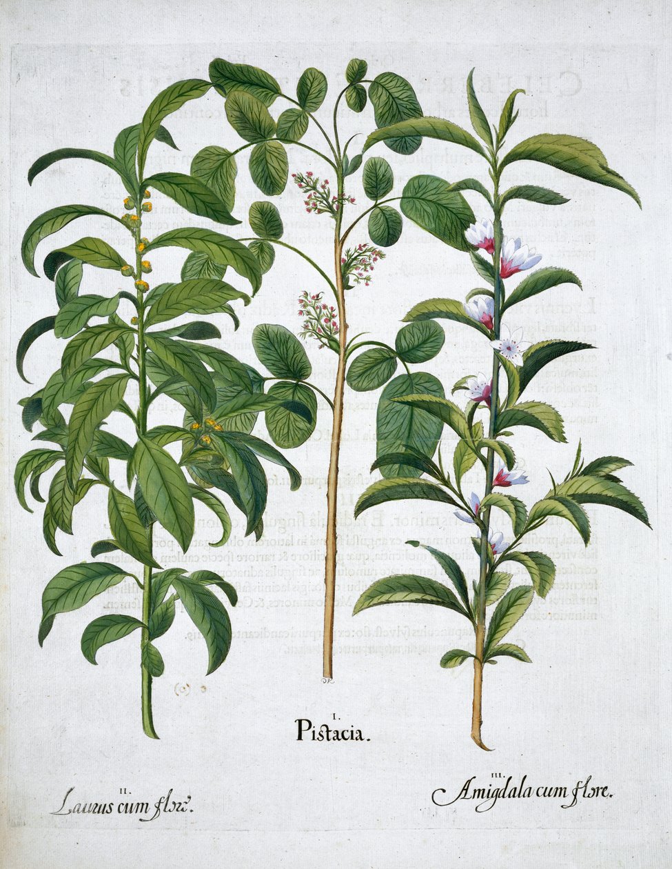 开心果，海湾树Laurus Nobilis和杏仁，1613年 作者 不明