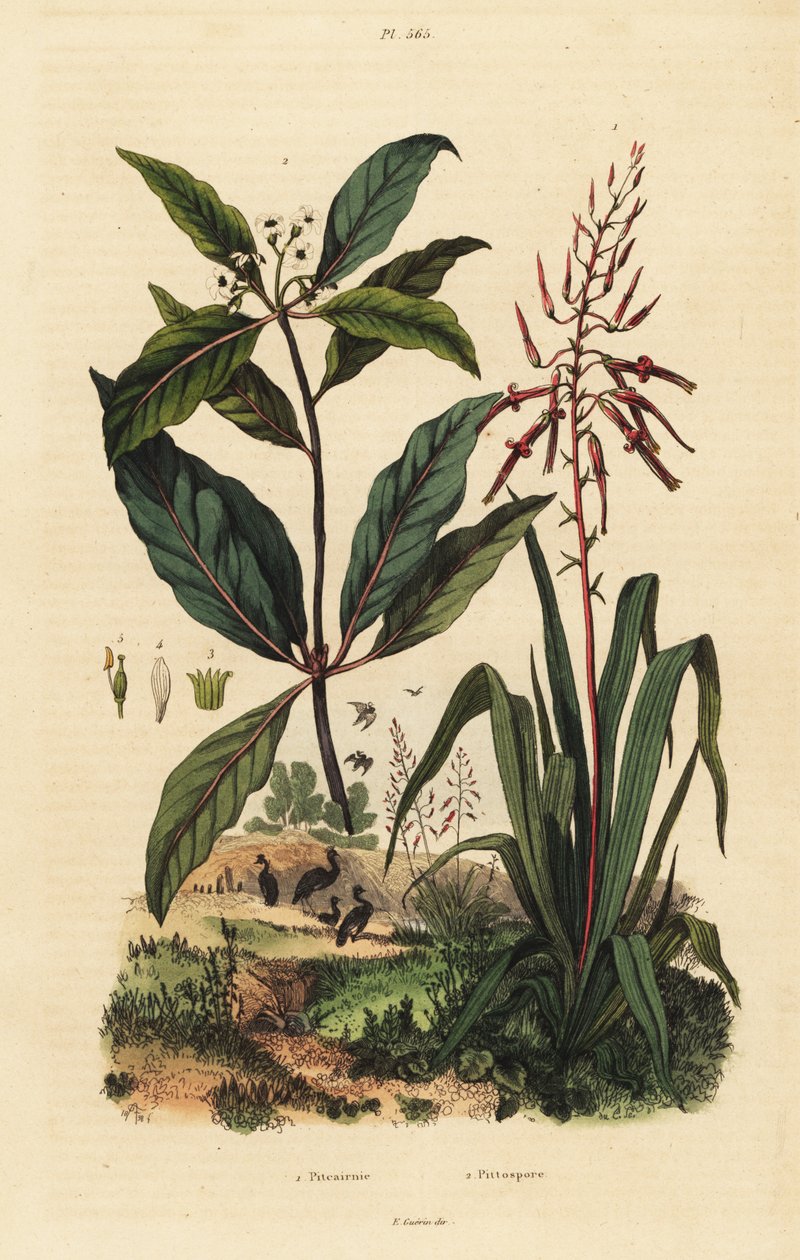 Pitcairnia bifrons 1, and Victorian box tree, Pittosporum undulatum 2 作者 不明