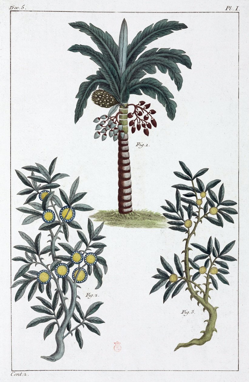 Plantes medicinales, Chine 作者 不明