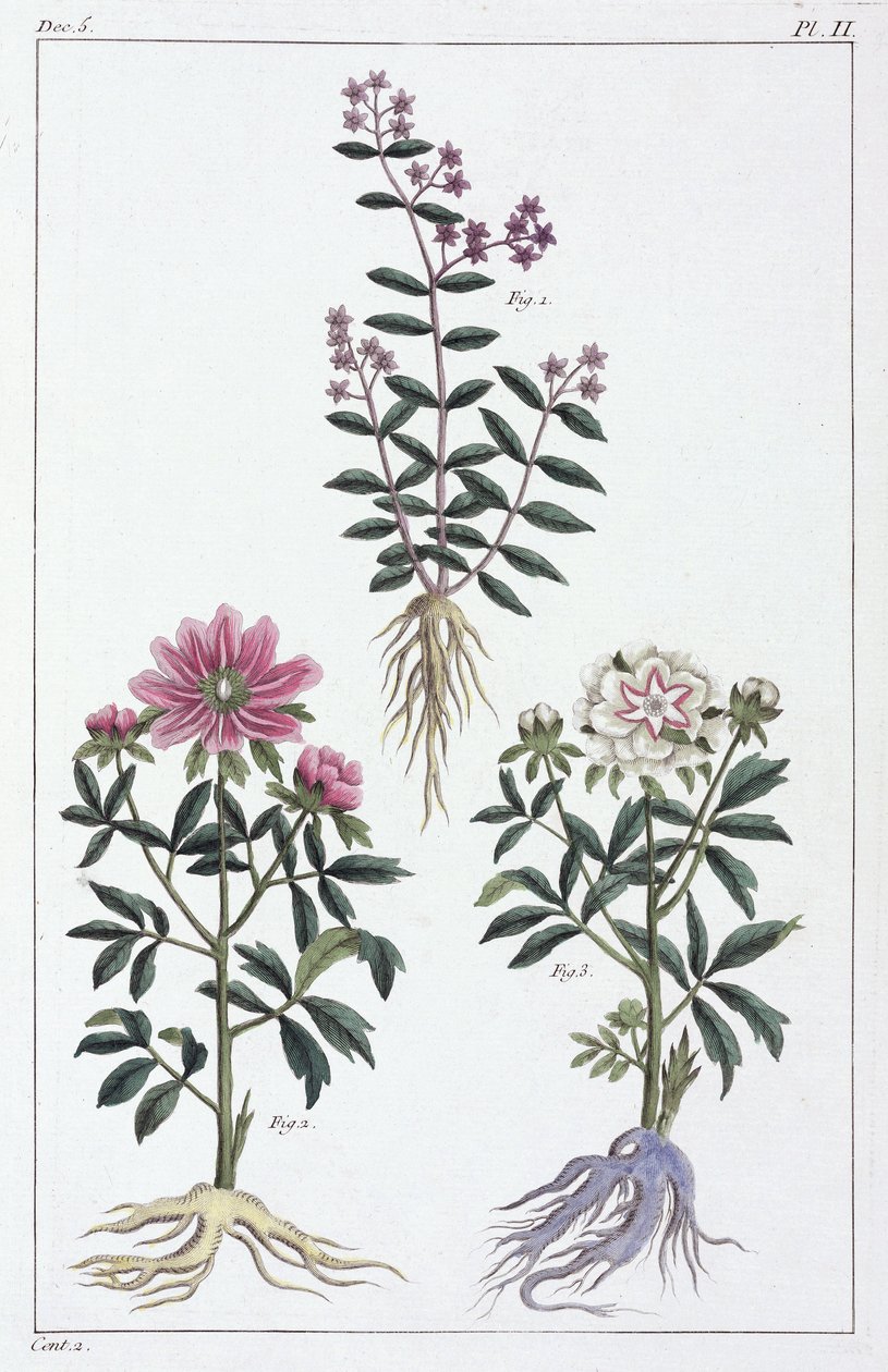 Plantes medicinales, Chine 作者 不明