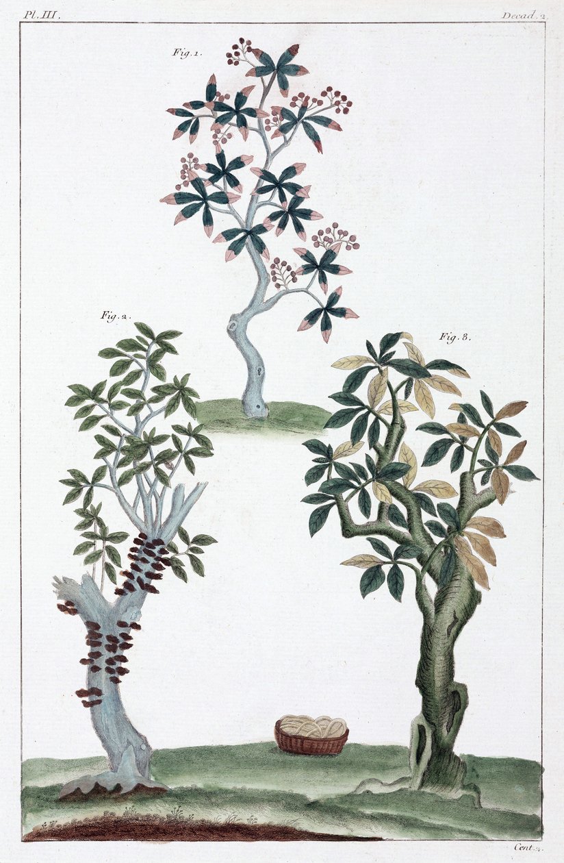 Plantes medicinales, Chine 作者 不明