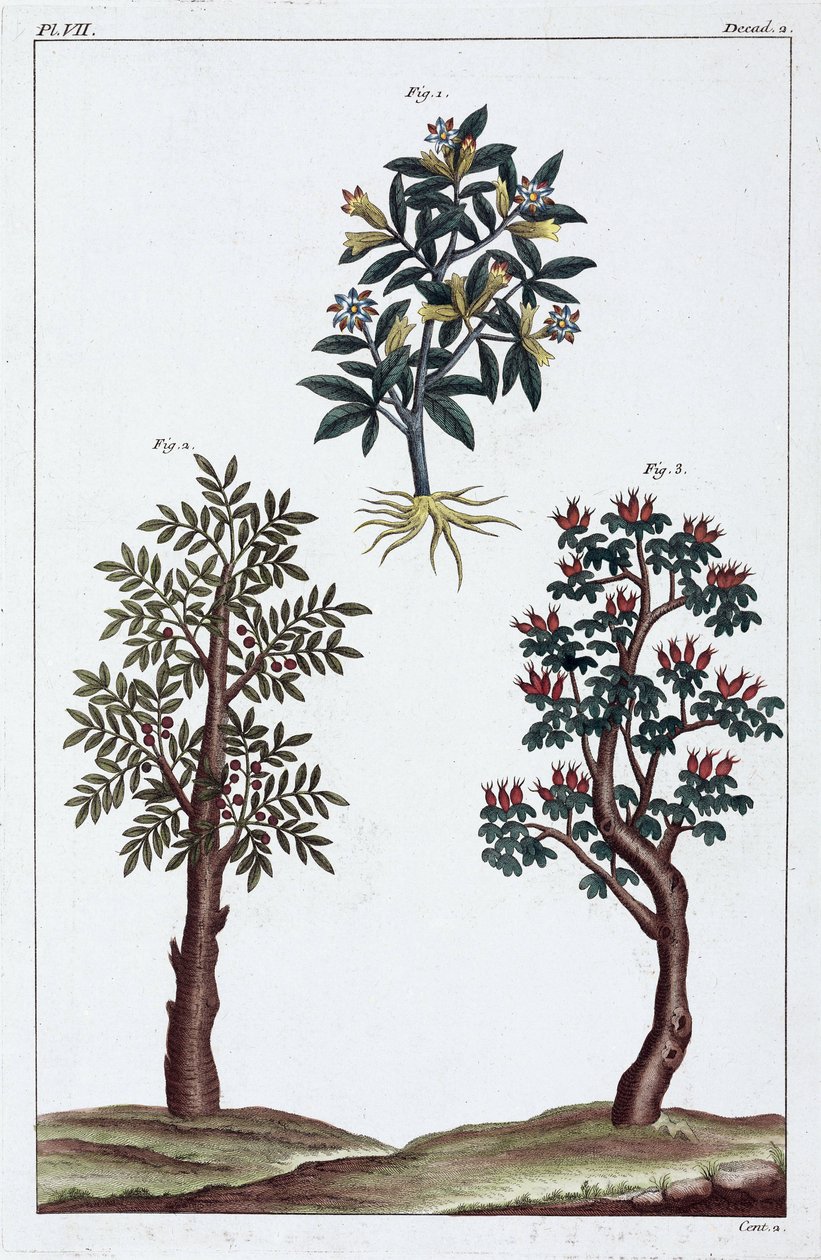 Plantes medicinales, Chine 作者 不明