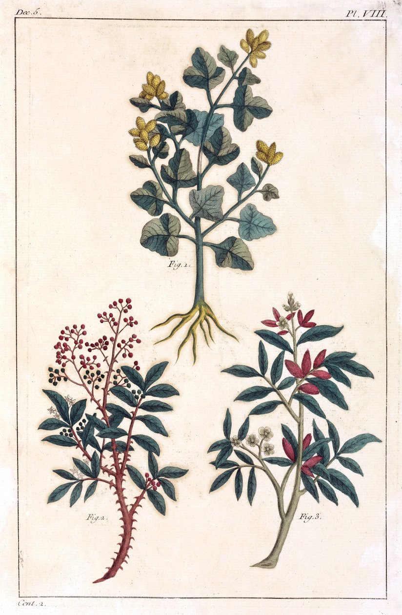 Plantes medicinales, Chine 作者 不明