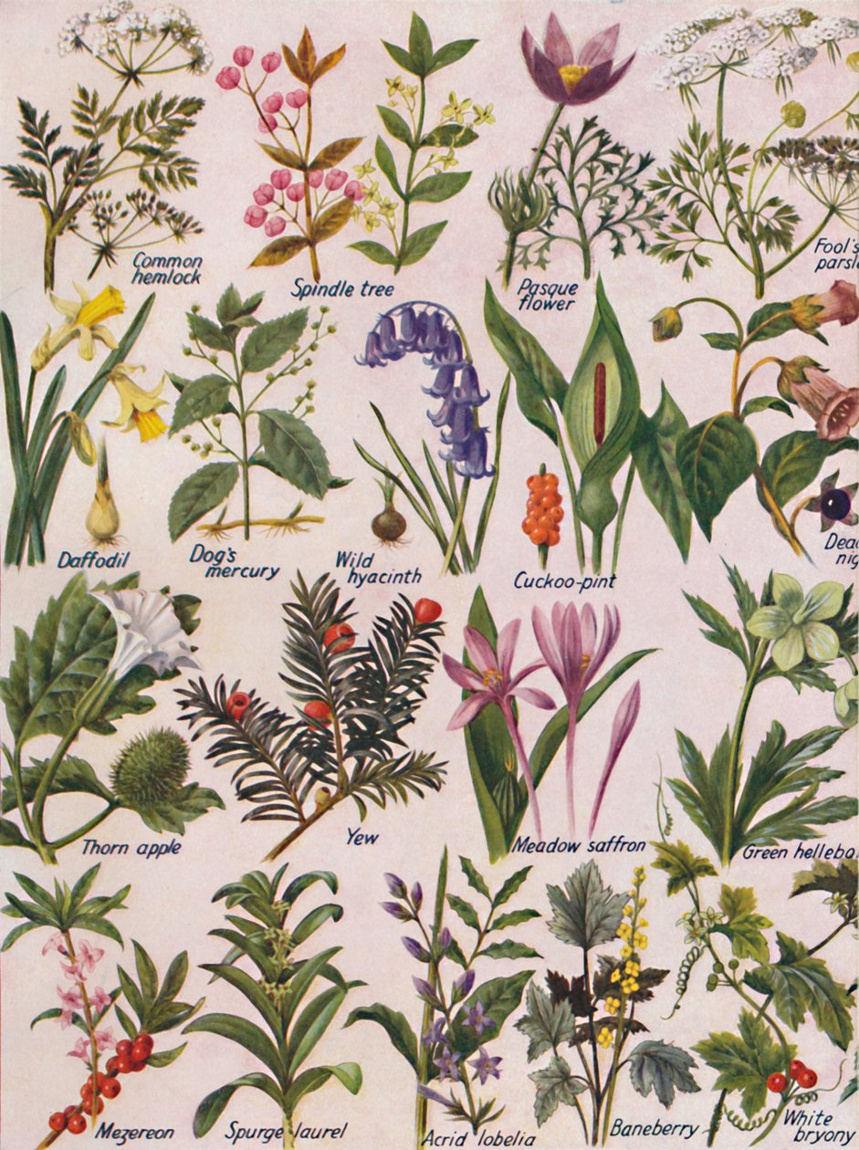 1935年在不列颠群岛发现的有毒植物 作者 不明