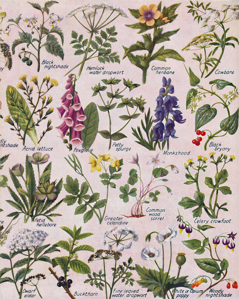 1935年在不列颠群岛发现的有毒植物 作者 不明