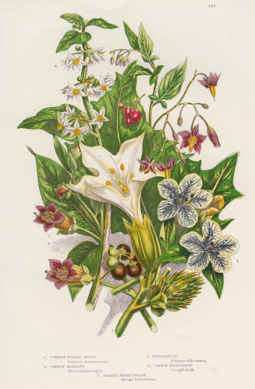 有毒植物，c1885 作者 不明