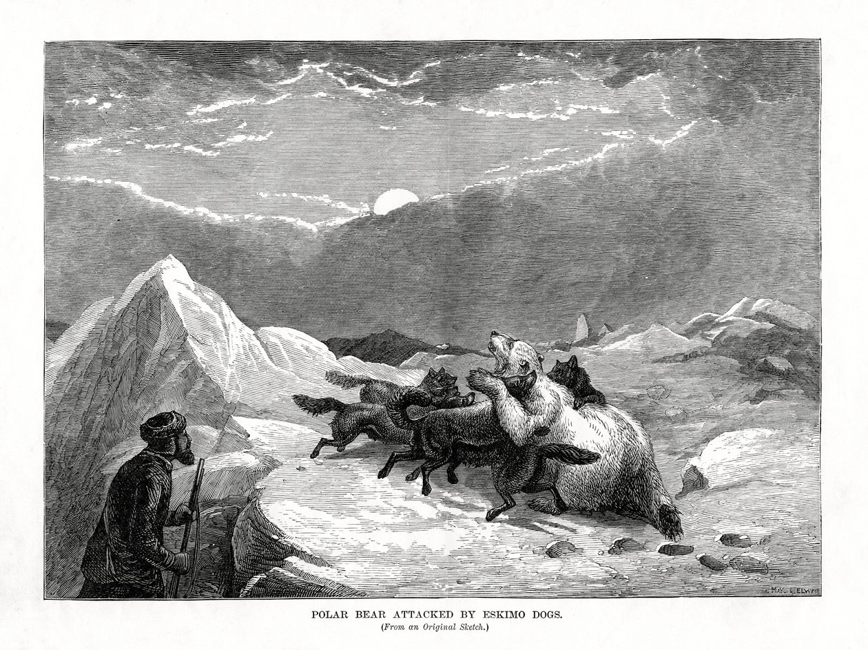 爱斯基摩犬袭击的北极熊，1877年 作者 不明
