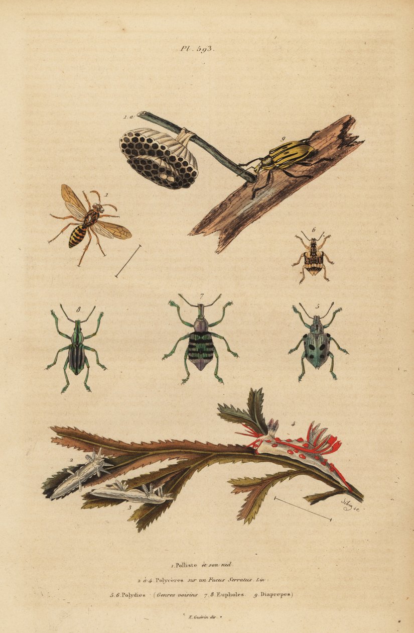 Polistes gallicus, paper wasp and nest, blue weevil, Eupholus schoenherri, root weevil, Diaprepes abbreviatus, Polycera sea slugs, Ancula gibbosa, Atlantic ancula, on seaweed 作者 不明