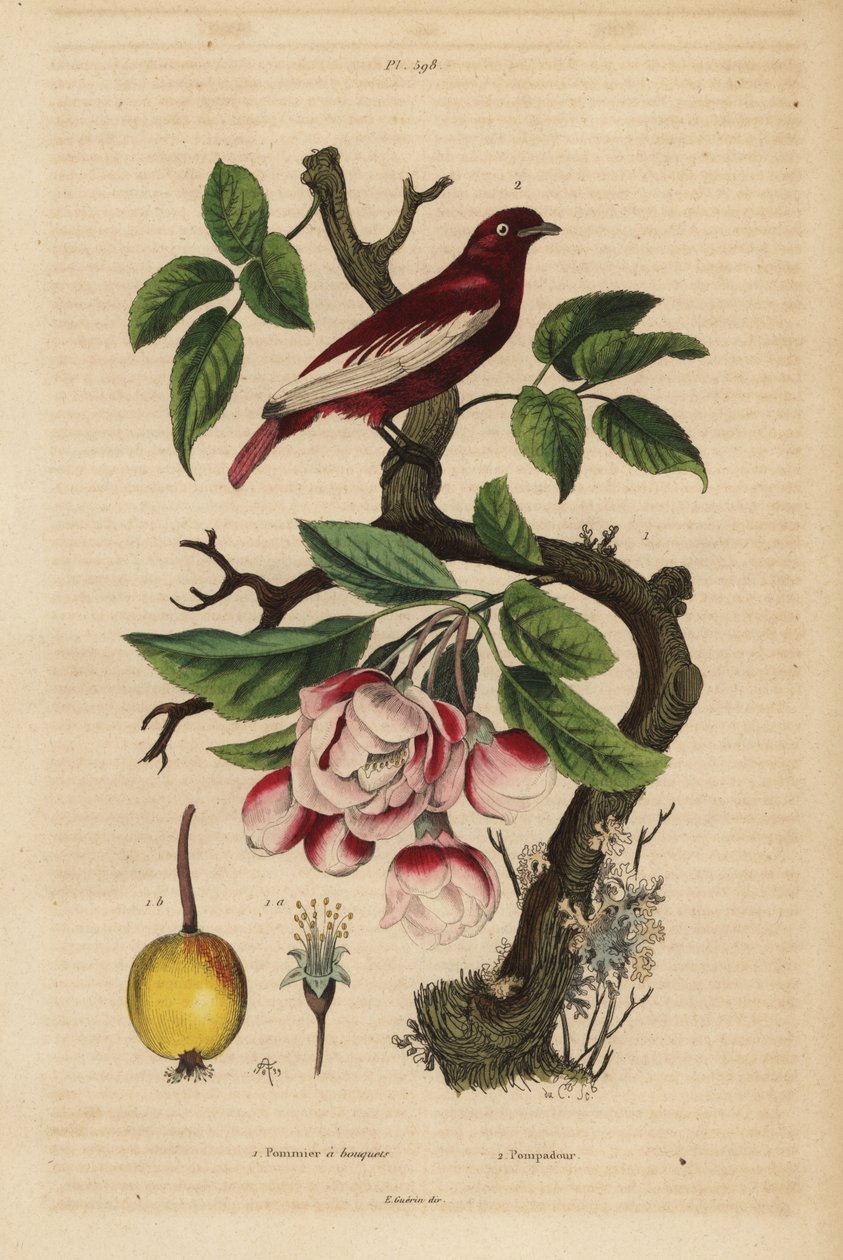 Pompadour cotinga, Xipholena punicea, on an apple tree, Malus pumila, fruit, blossom Pompadour et pommier a bouquets 作者 不明