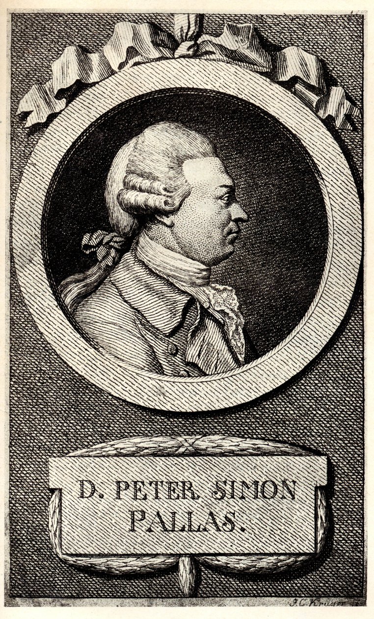 动物学家和植物学家彼得·西蒙·帕拉斯（Peter Simon Pallas）的肖像1741-1811，十九世纪初。 作者 不明