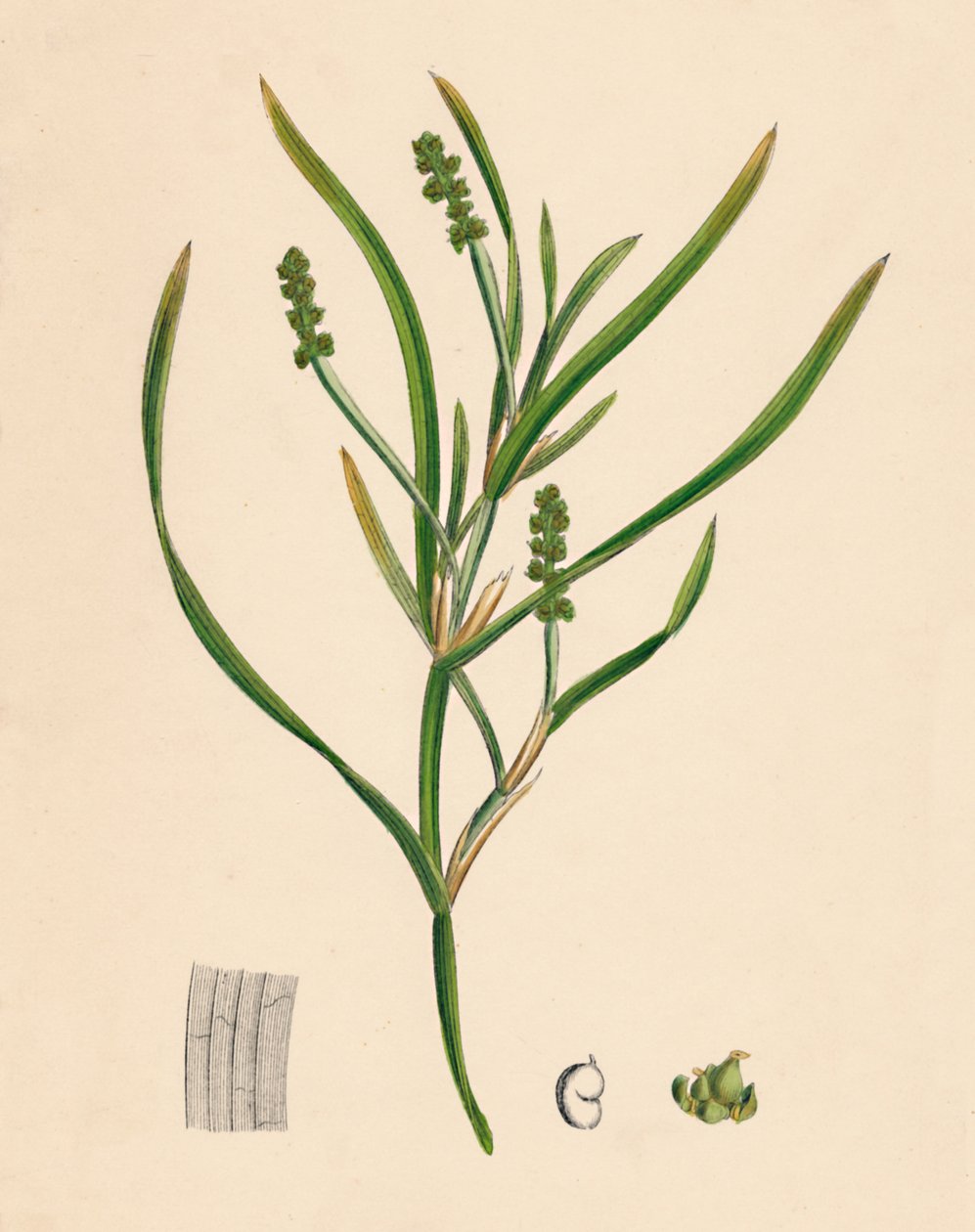 Potamogeton zosterifolius。草皮有叶的Pondweed，十九世纪 作者 不明