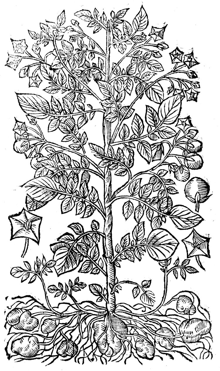 马铃薯，1640年 作者 不明