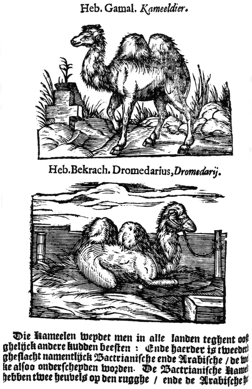 二项式前物种分类，1644年 作者 不明
