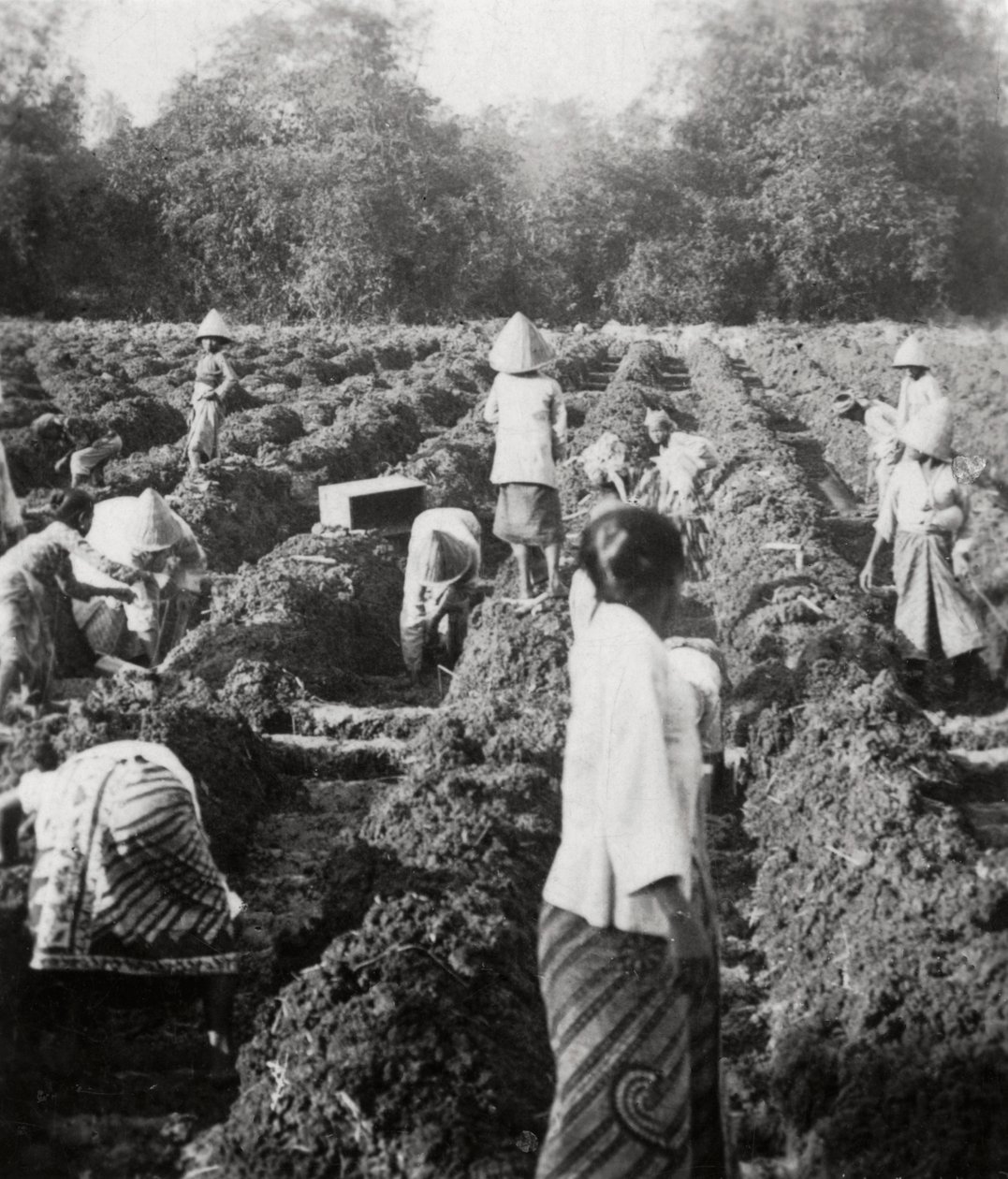 1927年，荷属东印度群岛爪哇的制糖厂准备灌溉渠道 作者 不明