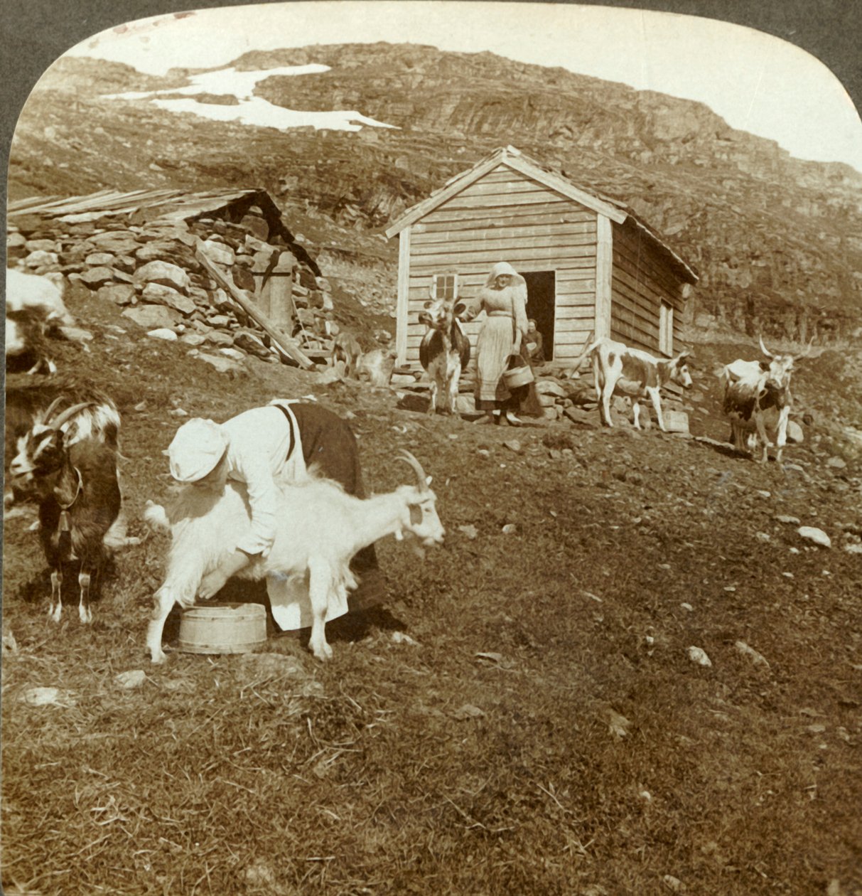 大约在挪威Haukeli山上照看母牛和山羊的挪威美女，摄于1905年。 作者 不明