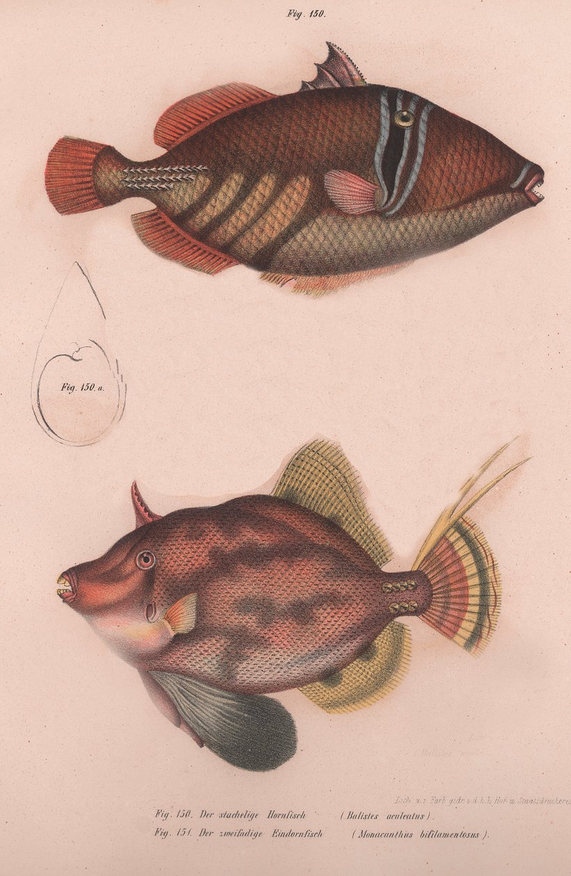 多刺的角鱼Batistes aculeatus，Monacanthus bifilamentosus，约1850年代 作者 不明