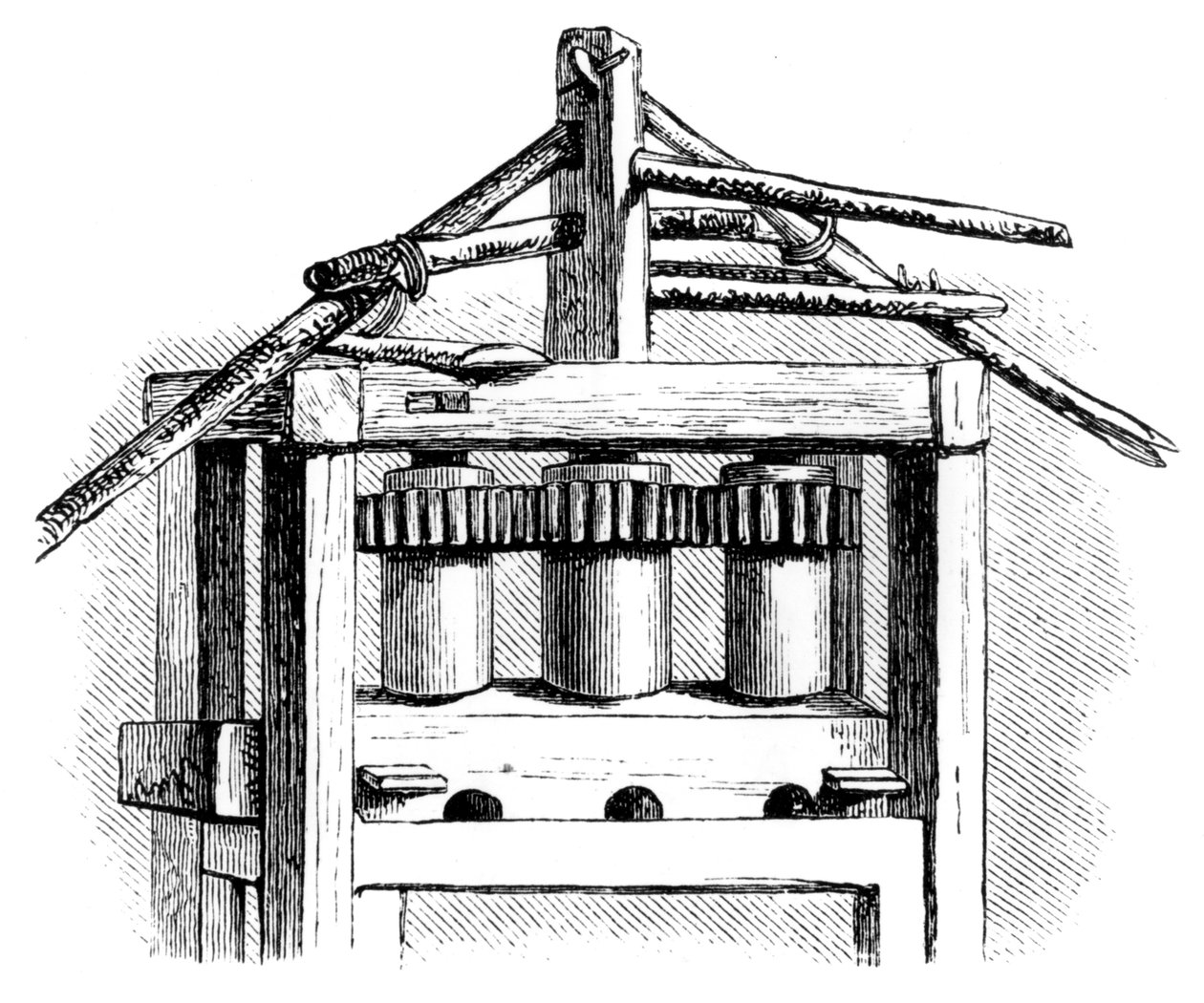 原始糖厂，圣多明各，1873年 作者 不明