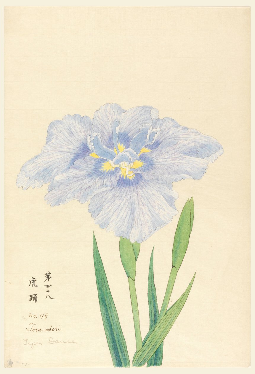印刷品，《虎舞》（Tora-Odori），第48号 作者 不明