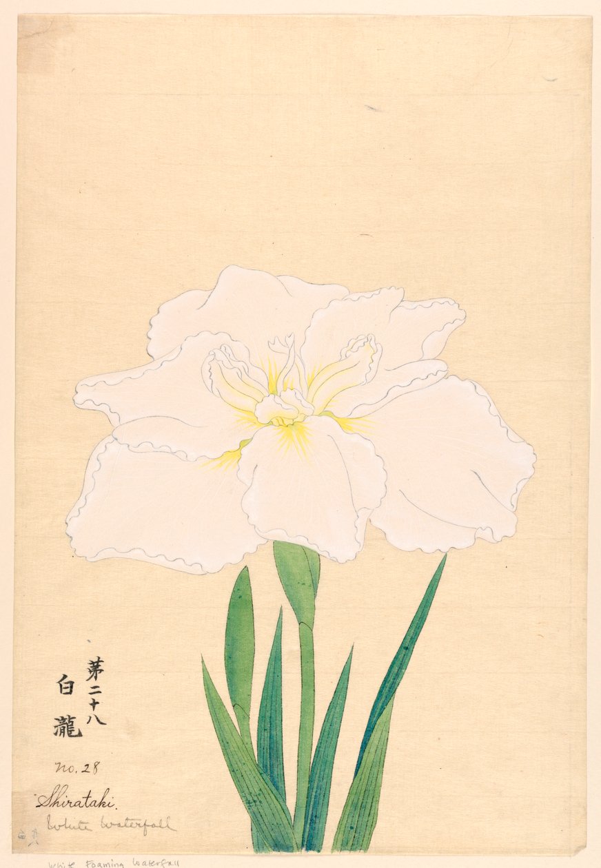 印刷品《白瀑布》（Shirataki），第28号 作者 不明