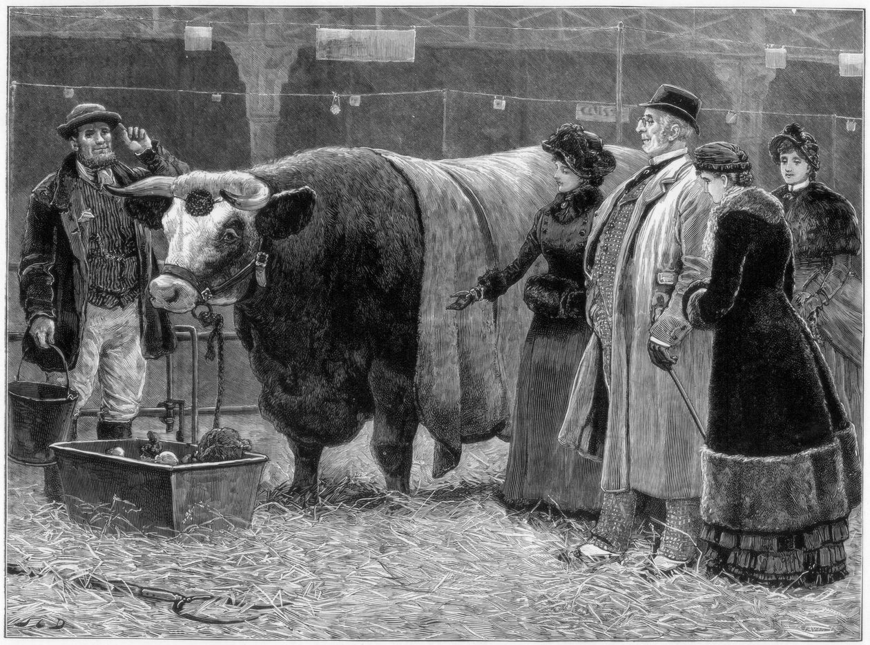 公牛奖，1883年 作者 不明