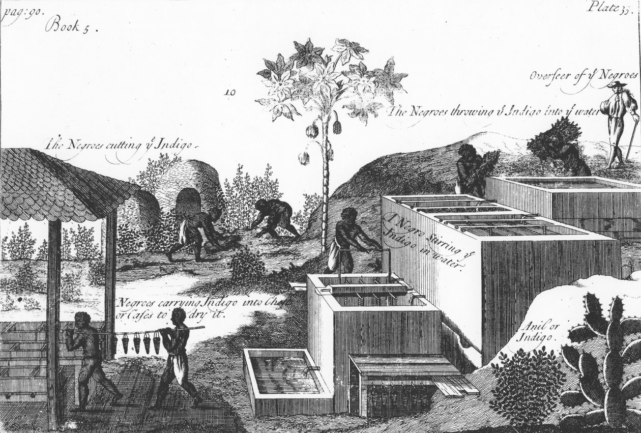 生产带有奴役的靛蓝染料：西印度群岛或中美洲，1725年 作者 不明