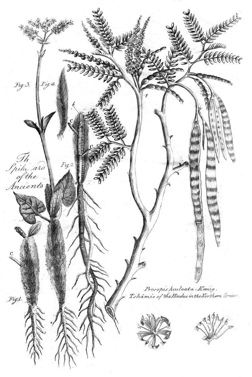 Prosopis Aculeata，1799年 作者 不明