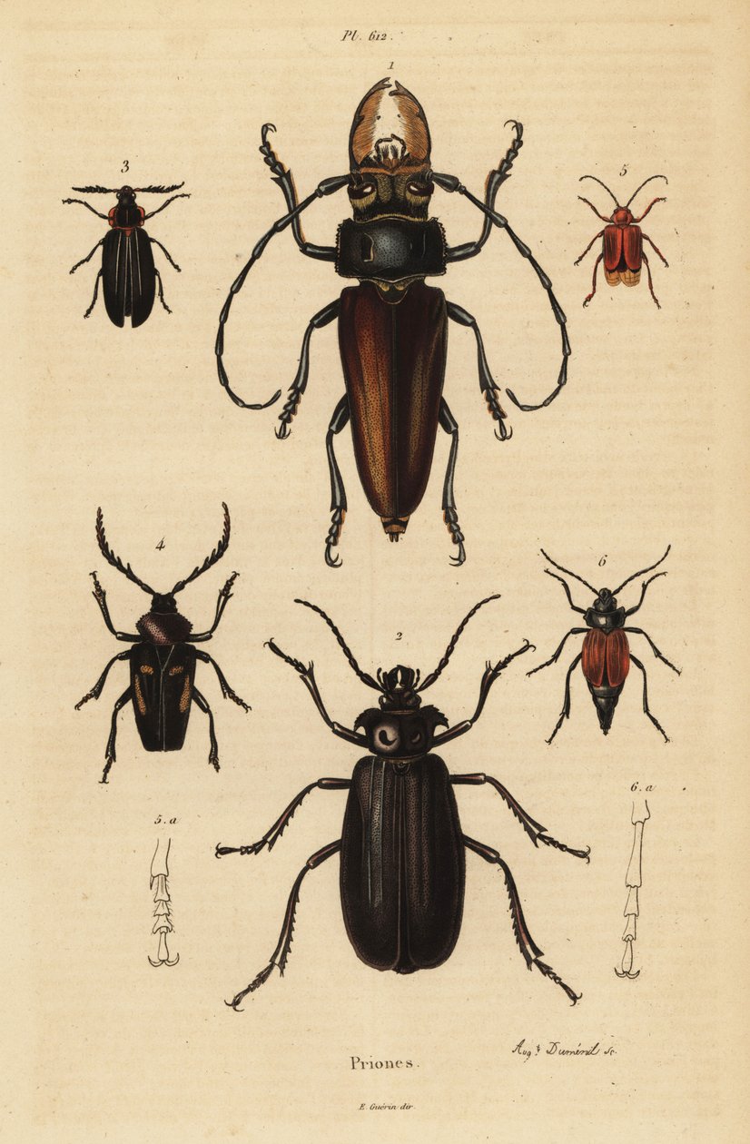 Psalidognathusfriendii 1、Madre de la Culebra、Acanthinodera cumingii 2、Allocerus dilaticorne 3、Callipogos barbatus 4、Anacolus sanguineus 5 和 Prionus flavipennis 6 作者 不明