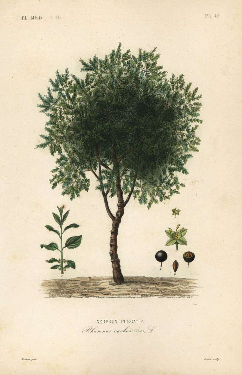 Purging buckthorn tree, Rhamnus cathartica, Rhamnus catharticus, Nerprun purgatif 作者 不明
