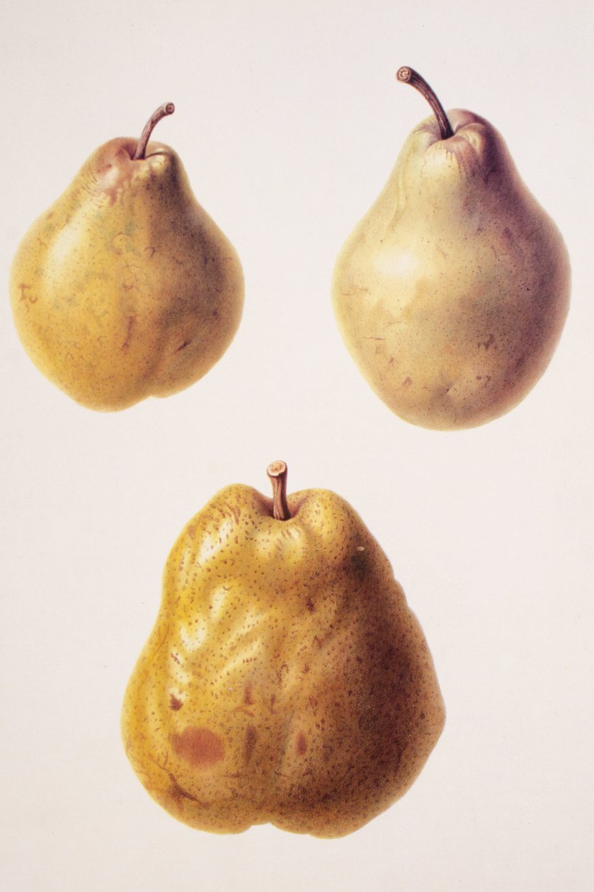 Pyrus community / Pear 
