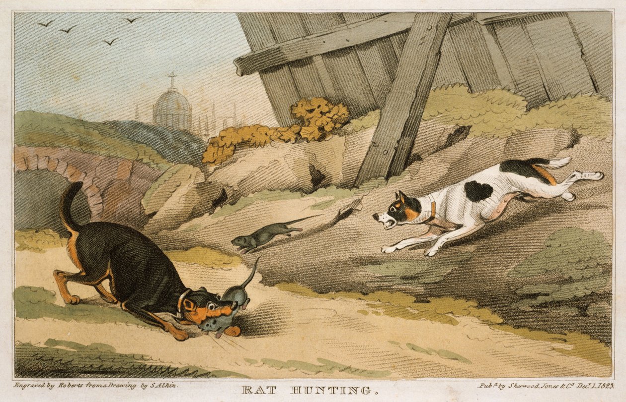 狩猎老鼠，1823年 作者 不明
