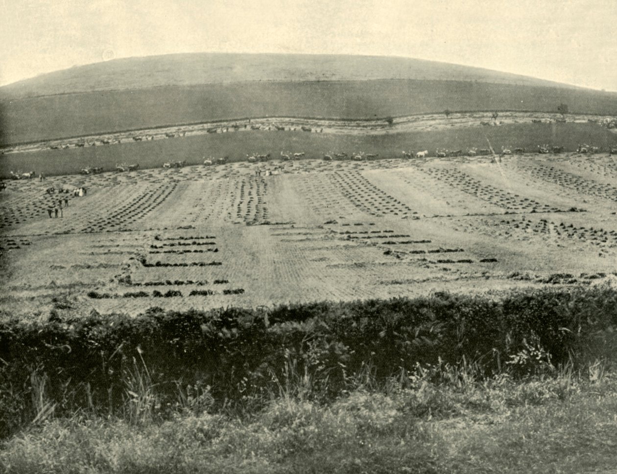 1901年在巴拉瑞特附近的布洛哈德山（Mount Blowhard）进行的《收割者与黏合剂》竞赛。 作者 不明