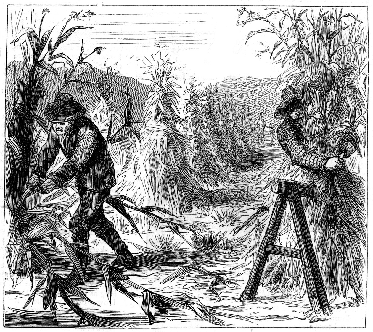 收成玉米并晾干，加拿大德里湖，1880年 作者 不明